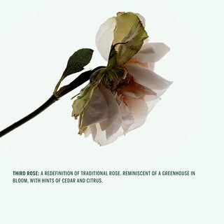 Deodorant - Third Rose 75gr